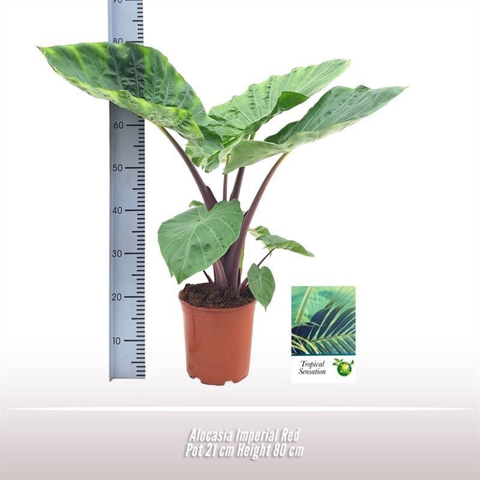 <h4>Alocasia Imperial Red</h4>