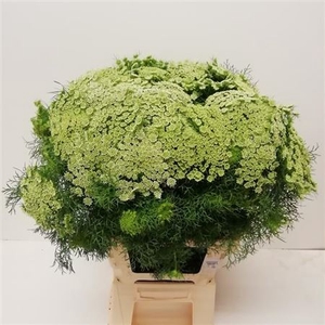 Ammi Vis Casablanca