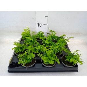 Adiantum raddi. 'Fritz-Luthi'