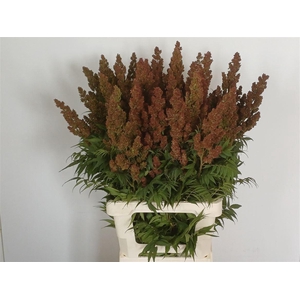 Sorbaria S Mag Indian Summer