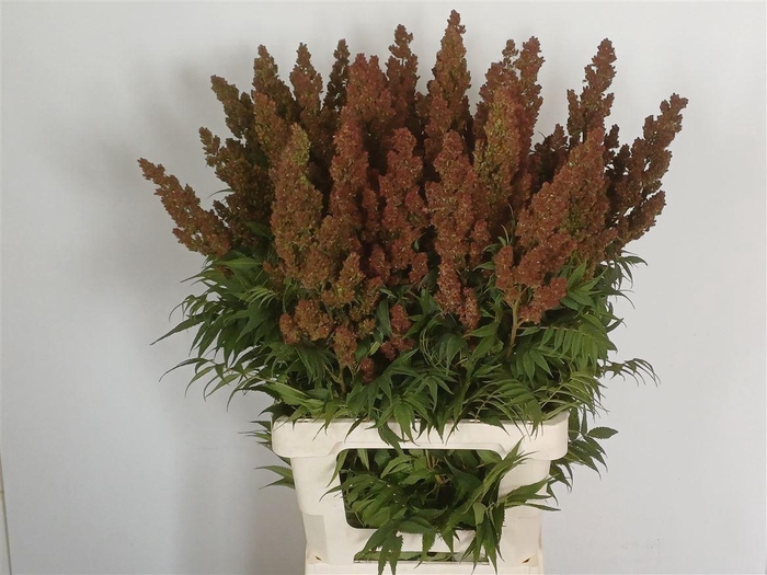 <h4>Sorbaria S Mag Indian Summer</h4>