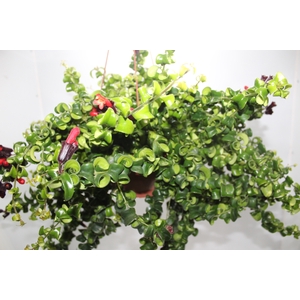 AESCHYNANTHUS RASTA C21