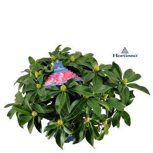 Rhododendron Hortinno 'XXL' C5 50-60