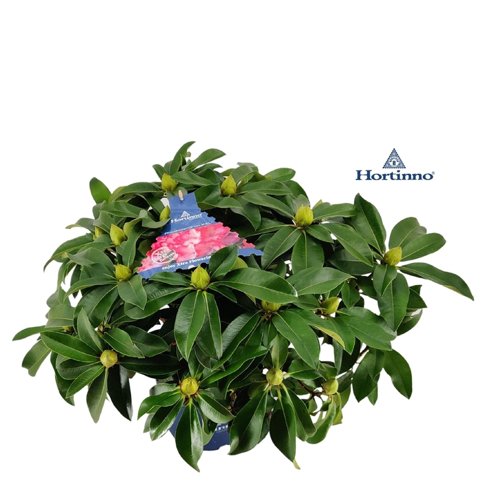<h4>Rhododendron Hortinno 'XXL' C5 50-60</h4>