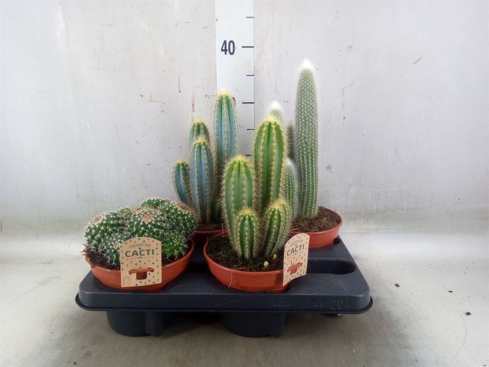 <h4>Cactus   ...mix</h4>