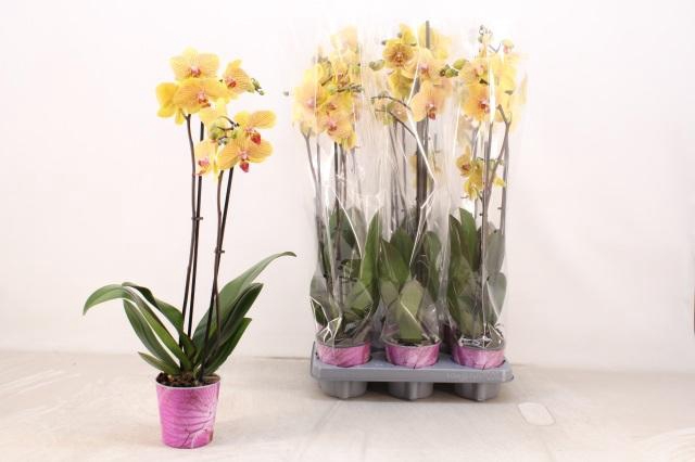 <h4>PHAL OV GEEL</h4>