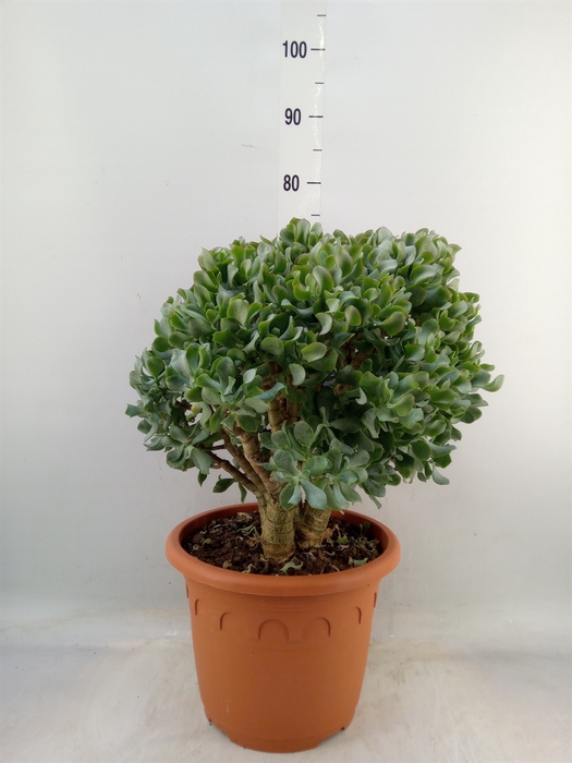 <h4>Crassula arborescens 'Curly'</h4>