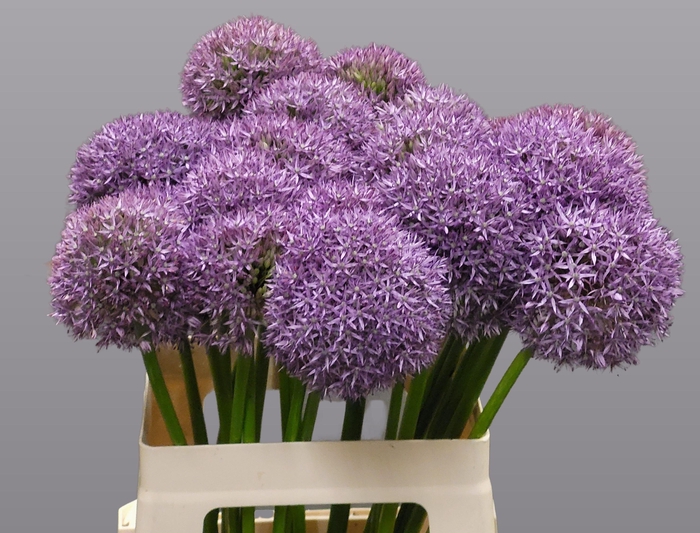 <h4>Allium Grootbloemig</h4>