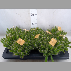 Hylocereus undatus