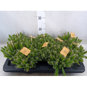 Hylocereus undatus