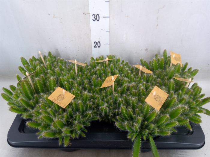 <h4>Hylocereus undatus</h4>