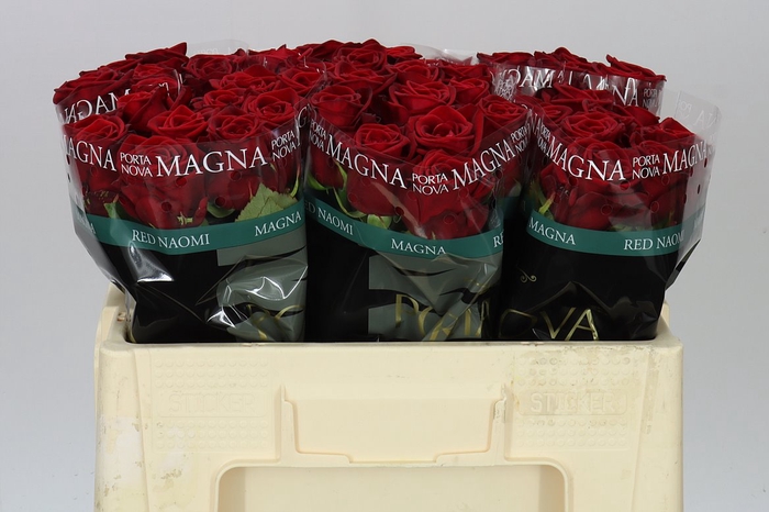 <h4>Rosa Gr Red Naomi Porta</h4>