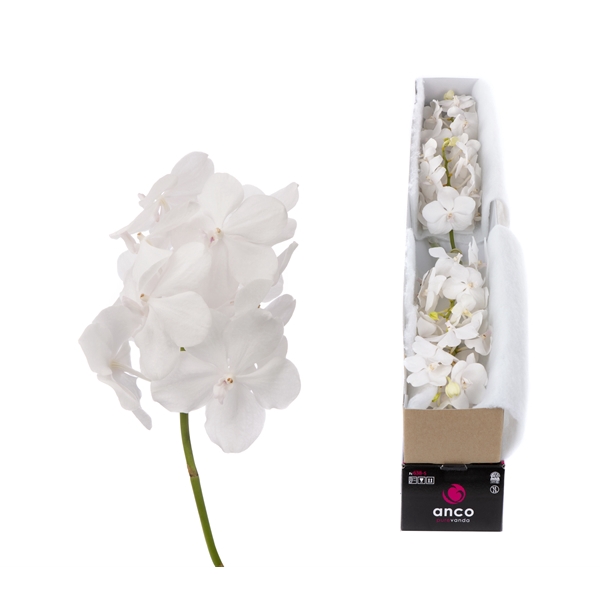 <h4>Vanda Tayanee Diamond White X4</h4>