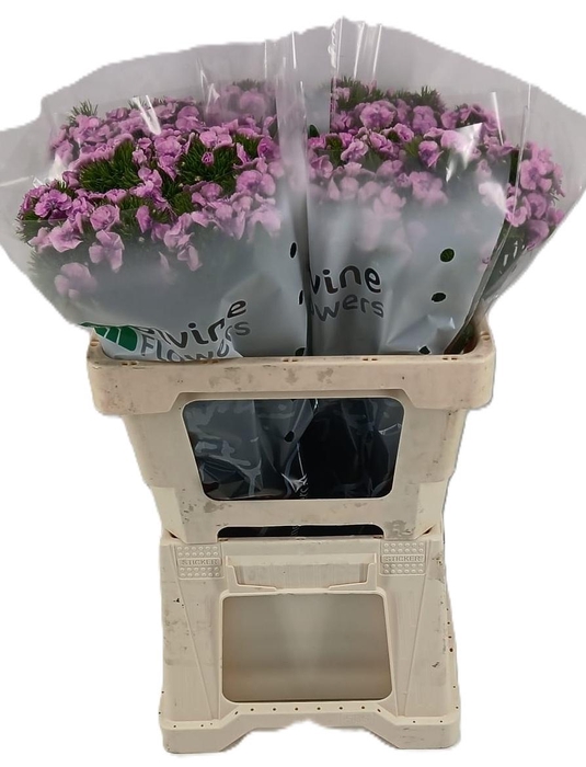 <h4>DI BARB POETHOS LAVENDER</h4>
