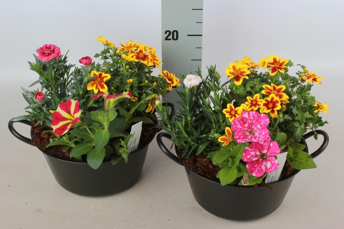 <h4>ARR TUINPLANTEN</h4>