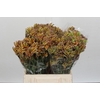 Anigozanthos Bush Blitz