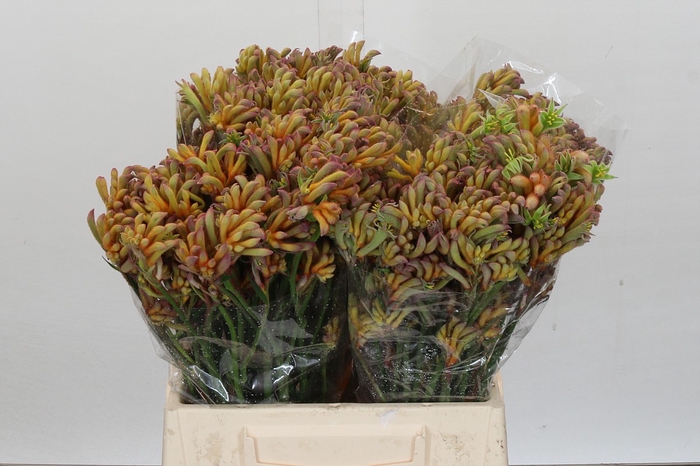 Anigozanthos Bush Blitz