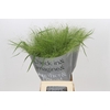 Panicum Fountain