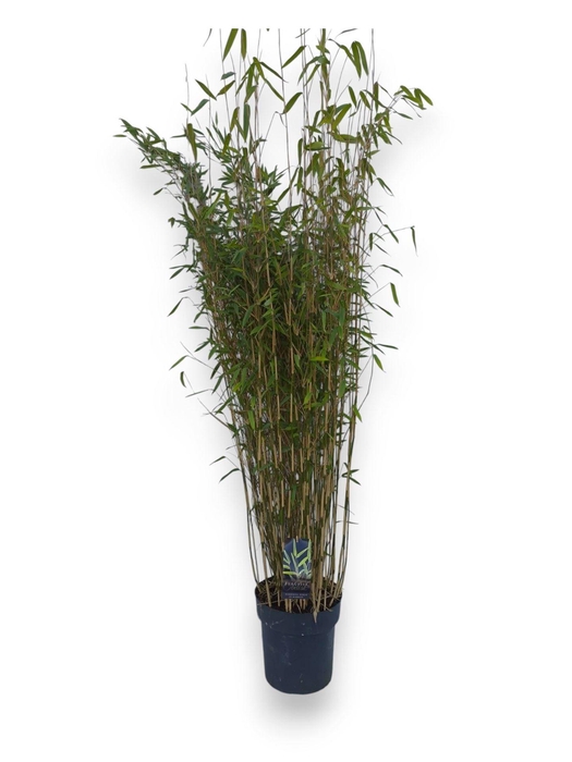 <h4>Fargesia  'Obelisk'</h4>