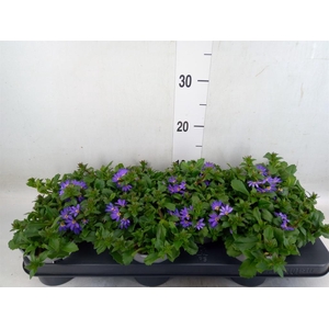 Scaevola aemula 'Blue Fan'