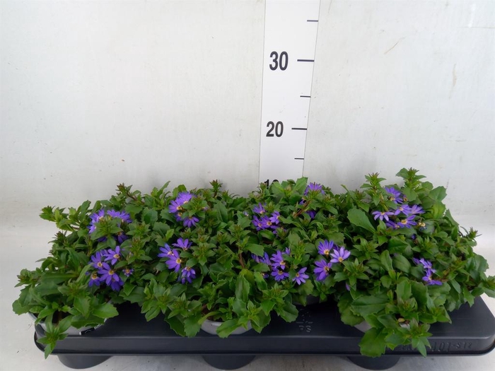 <h4>Scaevola aemula 'Blue Fan'</h4>