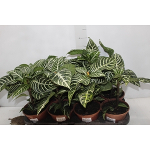 APHELANDRA COM FLOR P15 COM FLOR