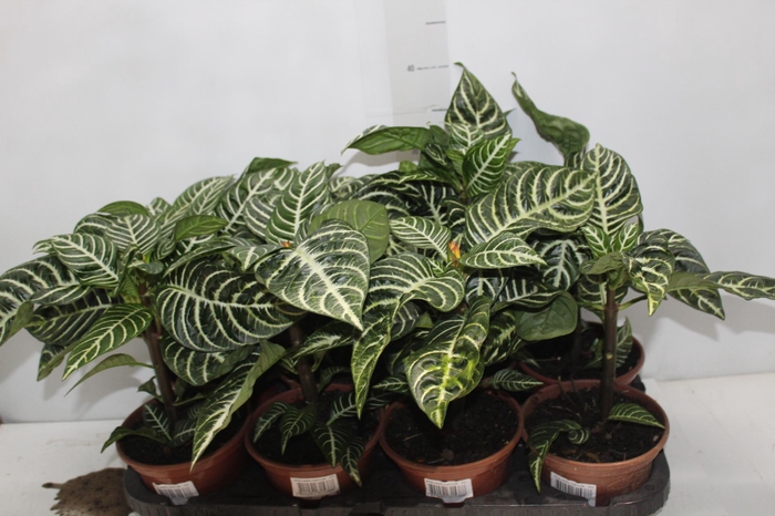 <h4>APHELANDRA COM FLOR P15 COM FLOR</h4>