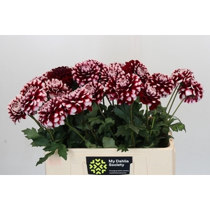 Dahlia Checkers
