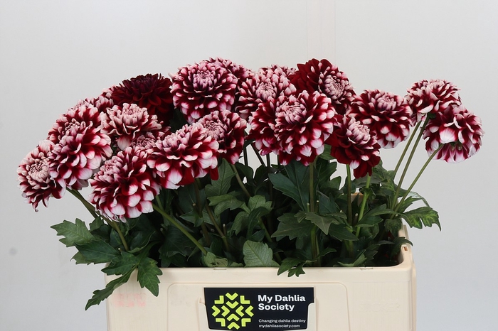 Dahlia Checkers