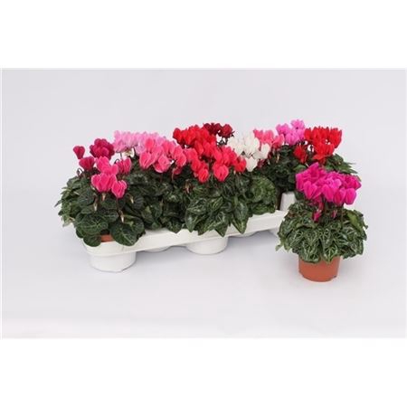 <h4>Cyclamen Kl Gemengd</h4>