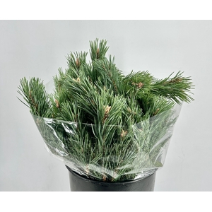 Pinus Mugo 400gr