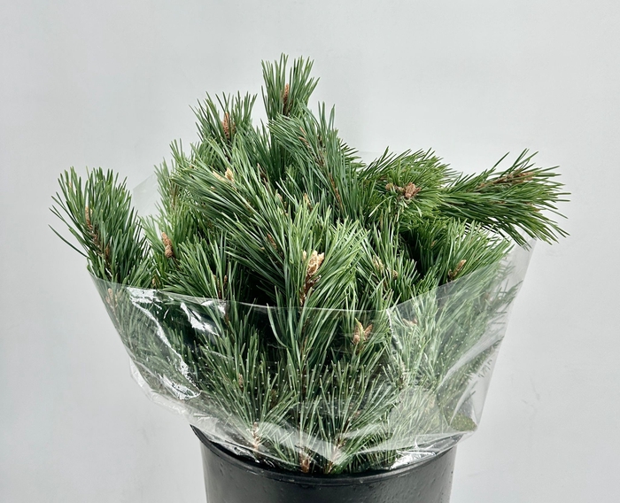 <h4>Pinus Mugo*</h4>