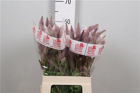 <h4>Ptilotus Ex Matilda</h4>