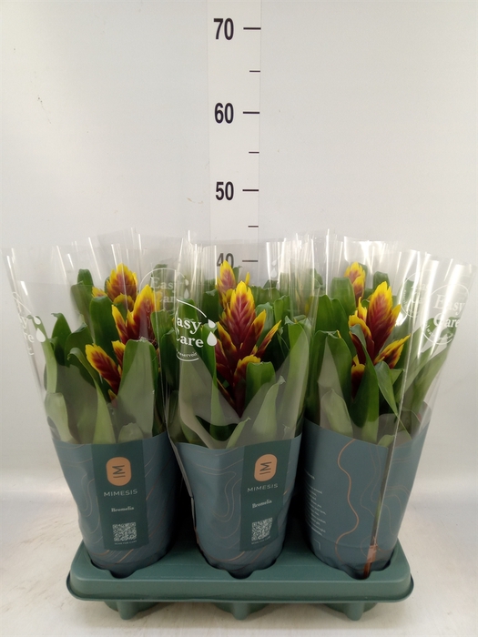 <h4>Vriesea  'Intenso Purple Flame'</h4>