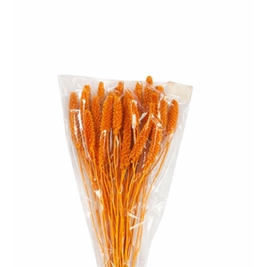 Dried Setaria Italica Caramel Bunch