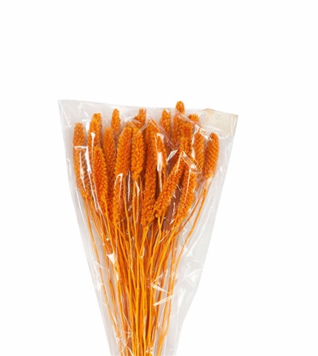 <h4>Dried Setaria Italica Caramel Bunch</h4>