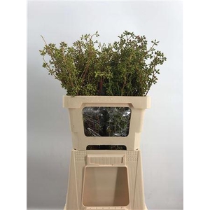 Euca Exotic Zonder Blad