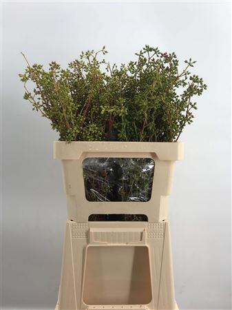 <h4>Euca Exotic Zonder Blad</h4>