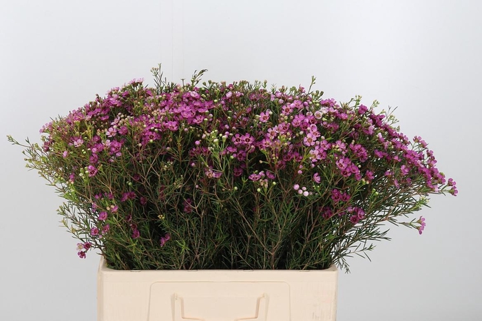 <h4>Chame Un Jupiter</h4>