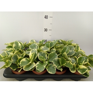 Peperomia obt. 'Variegata'