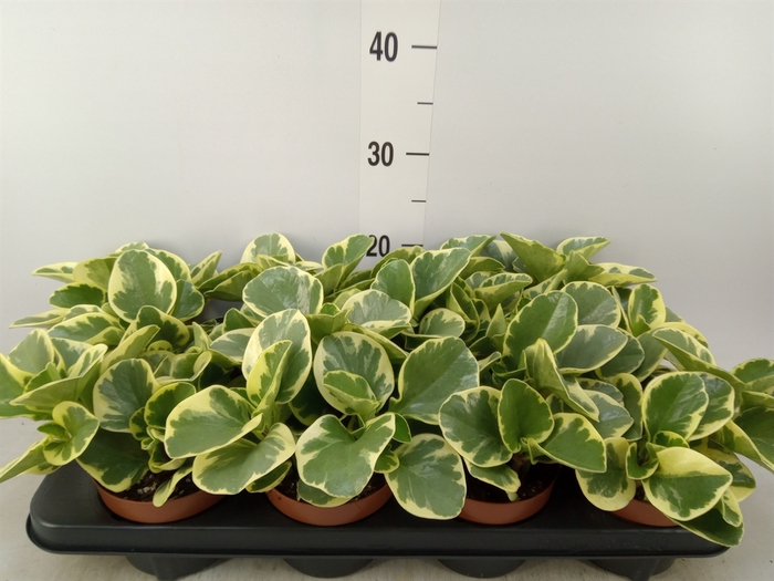 <h4>Peperomia obt. 'Variegata'</h4>