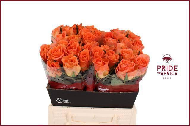 <h4>R GR ON FIRE</h4>