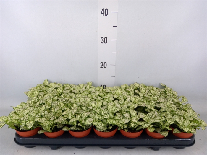 <h4>Fittonia verschaf. 'Purple Anne'</h4>