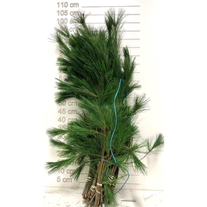 PINUS STROBUS 90 CM