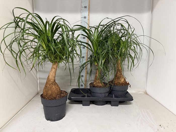 <h4>BEAUCARNEA RECUR</h4>