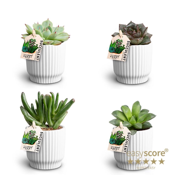 <h4>Nordic White Suc. Collection P7</h4>
