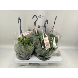 Crassula marnieriana