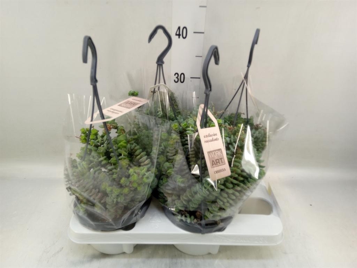 <h4>Crassula marnieriana</h4>