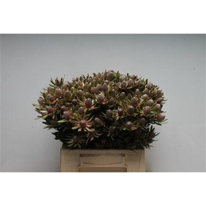 Leucad Ayoba Star Pearl Spray