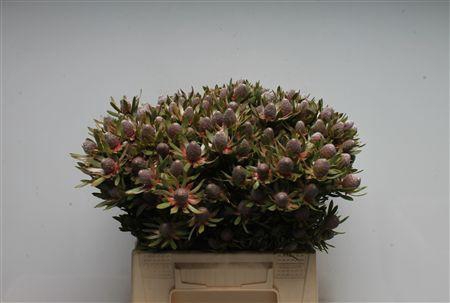 <h4>Leucad Ayoba Star Pearl Spray</h4>